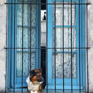 Tipos de ventanas - perro viendo por la ventana - turismo en uruguay