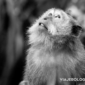 retrato de chango - foto en blanco y negro - términos de fotografía en inglés - desenfoque monkey forest en indonesia